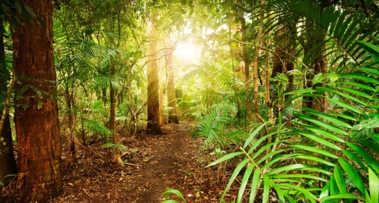 australian-rainforest-at-late-afternoon-800x430